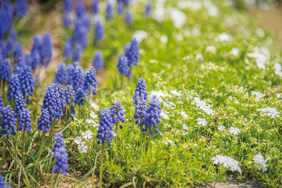 무스카리,파랑꽃,꽃,봄꽃,정원,식물,flower,spring,grapehyacinth,식물,자연,plants,nature,꽃,flower