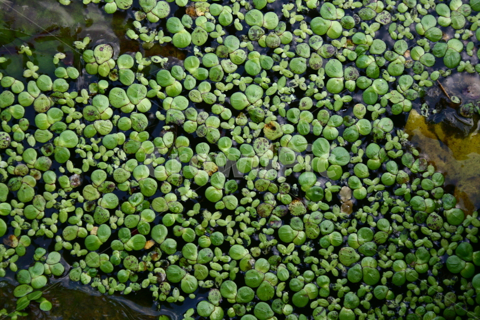 개구리밥,개구리밥과,부평초,수생식물,여러해살이풀,식물,자연,plants,nature