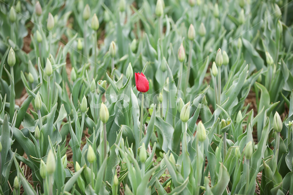 튤립,튤립축제,태안튤립축제,tulip,백합목,백합과,봄꽃,봄,계절,spring,season,식물,자연,plants,nature,꽃,flower,plant,blossom
