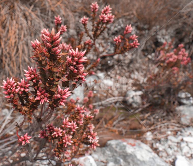 꽃,flower,꽃잎,야생화,wildflower,야생식물,wildplant,꽃말,symbolism,petal,호주꽃,호주식물,식물,자연,plants,nature,꽃,flower