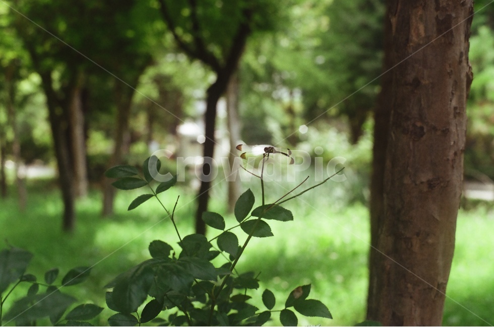 나무,식물,잎,가지,자연,풍경,식물,자연,plants,nature,동물,animal,곤충,벌레,insect,bug,감성,sensible,feeling