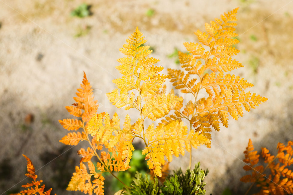 잎,식물,plants,leaf,색감,가을,fall,closeup,자연,nature,가을,계절,fall,autumn,season,plant
