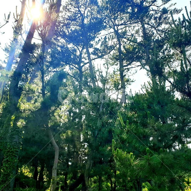 light,빛,flare,플레어,sunlight,햇빛,평화,숲,자연,나무줄기,식물,자유