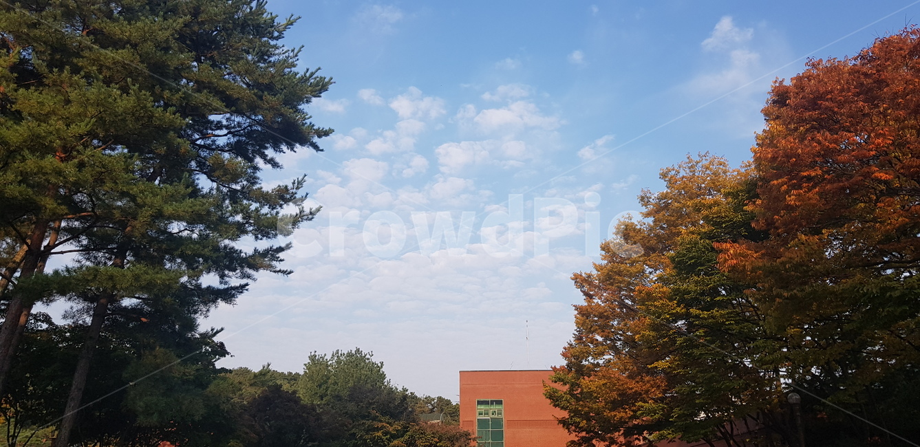 나무,tree,plant,단풍,가을