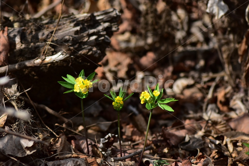 한계령풀,야생화,봄,꽃,풀꽃,자연,식물,식생,plants,nature,spring,season,flower
