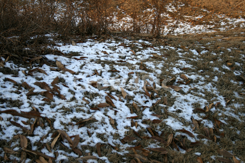 겨울,눈,낙엽,땅,나무,풍경,겨울,계절,winter,season