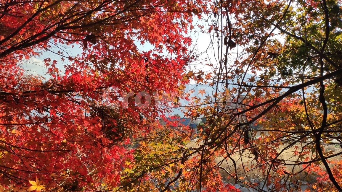 가을단풍,가을,엽록소,leaf,잎,plant,식물,tree,나무,maple,단풍,가을,계절,fall,autumn,season
