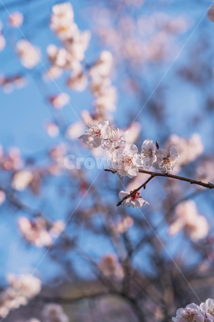 봄,봄꽃,매화,봄풍경,봄하늘,봄,계절,spring,season,식물,자연,plants,nature,꽃,flower,plant