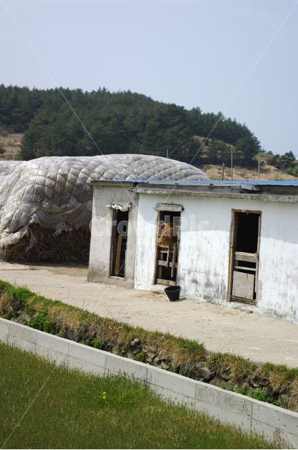 시골,한우,소,동물,우리,시골,마을,풍경,landscape,country,rural,town,산업,industry,industrial,목축업,목장,livestock farming,ranching,pasture