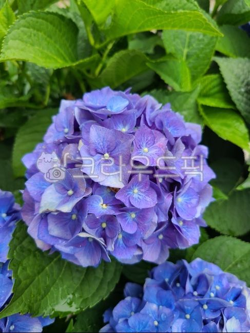 수국,파란수국,꽃,flower,blossom