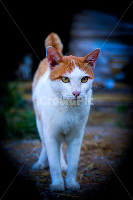동물,고양이,포유류,animal,pet,동물,animal,포유류,mammal,고양이,cat,kitten,kitty