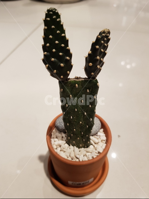 선인장,화분,만세선인장,토끼,가시,토분,실내용화초,화분,화초,house plant