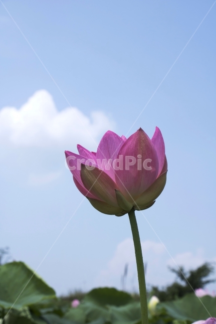 연꽃,연,연잎,수련,꽃,사진,단독사진,디자인,소스,포토,사진자료,배경,배경사진,백그라운드,한국,동양,아시아,전통,풍경,자연,환경,실외,낮,아침,식물,봉오리,꽃봉오리,잎,꽃잎,6월,7월,여름꽃,꽃밭,아웃포커스,접사,근접,여름,녹색,야외,연꽃밭,핑크,분홍,빨강,빨간색,하얀색,레드,화이트,푸른하늘,파란하늘,식물,자연,plants,nature,꽃,flower
