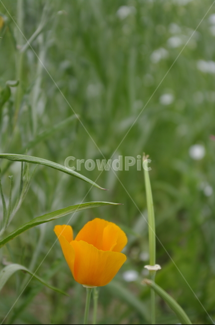 꽃,flower,식물,plant,자연,nature