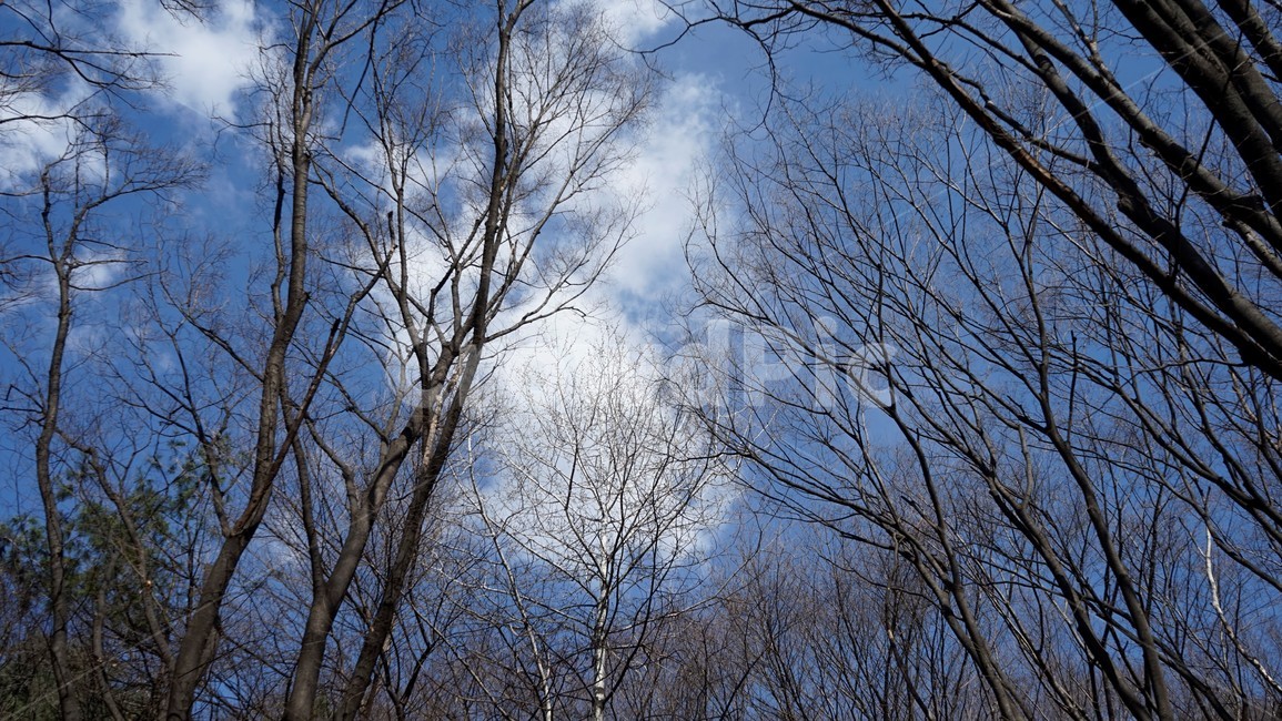 나무,겨울,자연,하늘,파란하늘,계절,나무가지,tree,sky,nature,winter,bluesky,branch,season,solitary,외로움,추위,꽃샘추위,숲,미세먼지없는,실루엣,겨울,계절,winter,season,식물,자연,plants,nature,나무,trees,wood