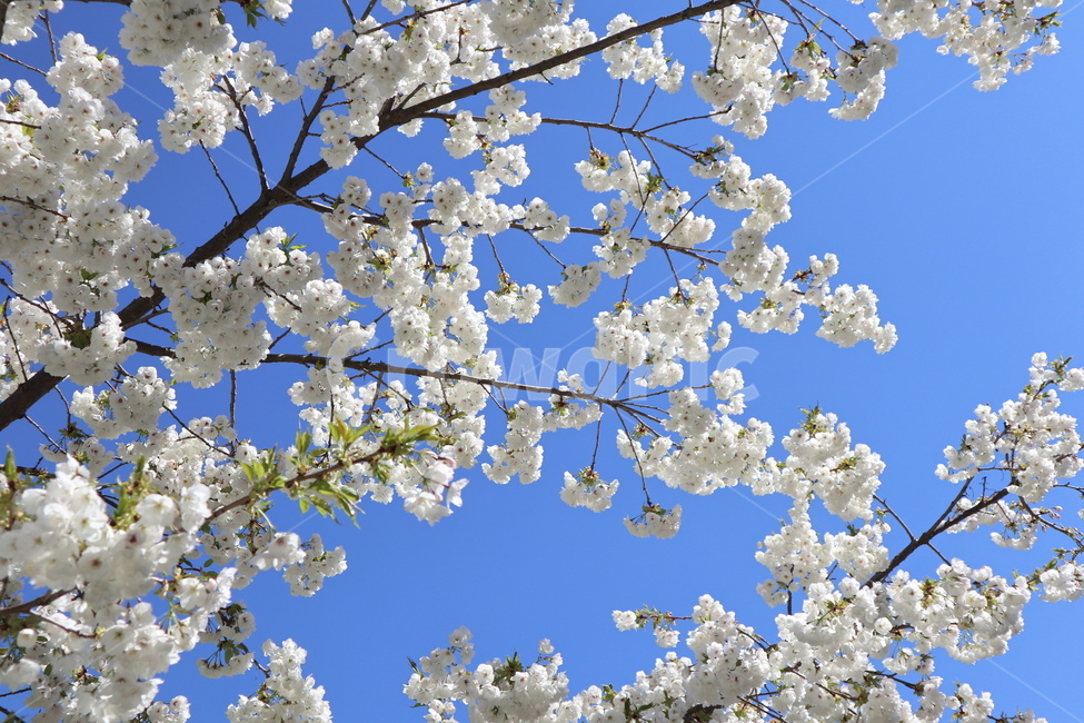 꽃,봄꽃,벚꽃,하늘,봄,식물,자연,plants,nature,꽃,flower