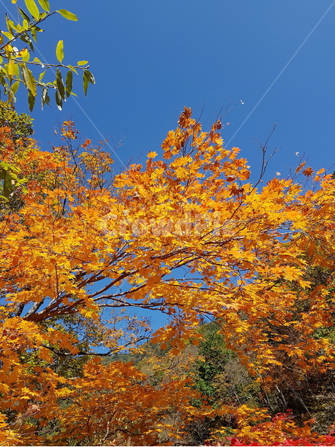 단풍,단풍잎,잎,노란색,노란단풍,가을,tree,나무,plant,leaf,maple,가을,계절,fall,autumn,season,자연,풍경,nature,landscape,식물
