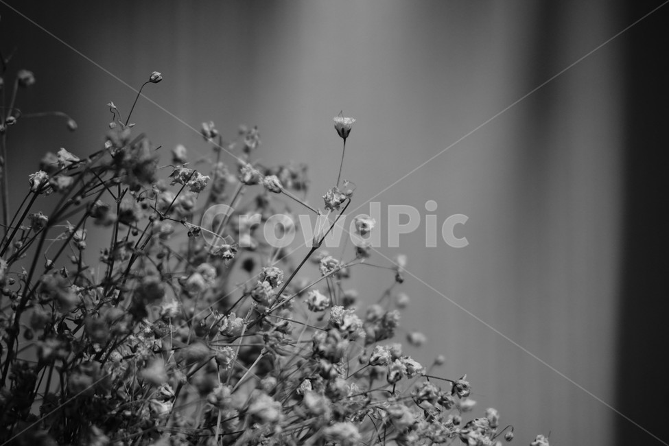 안개꽃,흑백,꽃,블랙,black,dark,어둠,감성,조화,아름다움,몽환,식물,자연,plants,nature,흑백,모노톤,monochrome,black and white