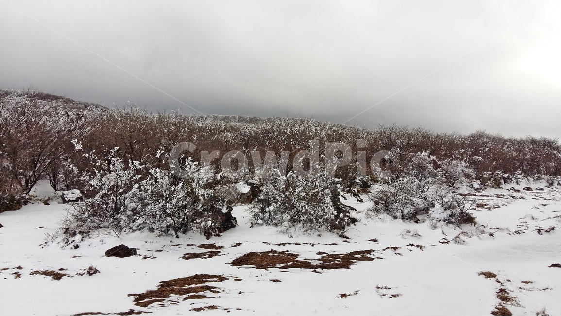 제주도,1100고지,한라산,휴게소,산책로,눈,겨울,겨울,계절,winter,season,자연,풍경,nature,landscape,한국자연풍경,한국자연경관,korea nature landscape,제주도,jeju,jeju island,tree,나무,plant,식물,fir,전나무,abies,아비