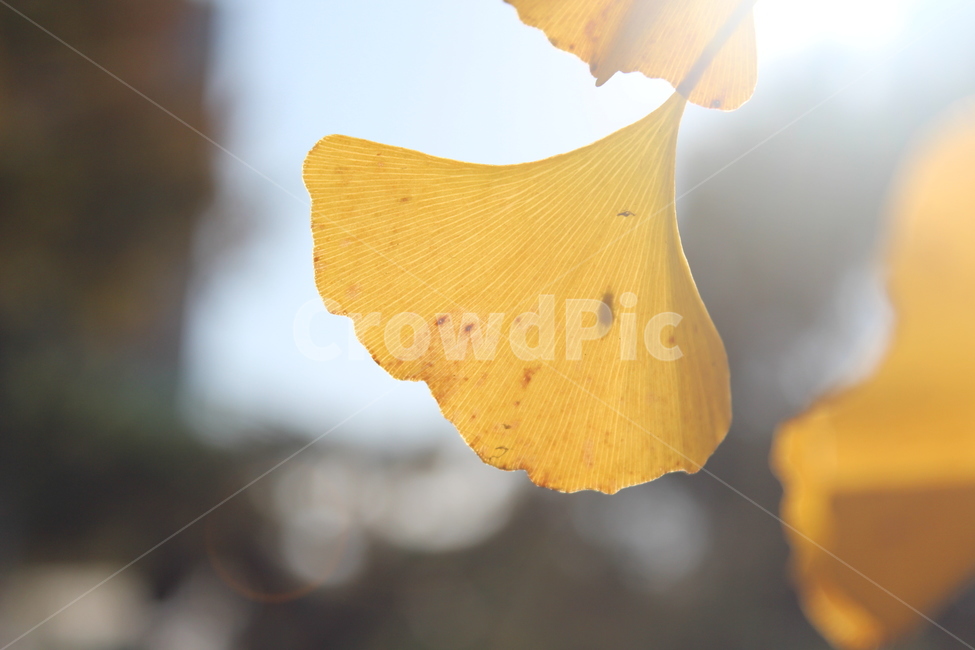 plant,식물,은행잎,잎,yellow,가을,계절,fall,autumn,season,petal,꽃잎,flower,꽃,blossom