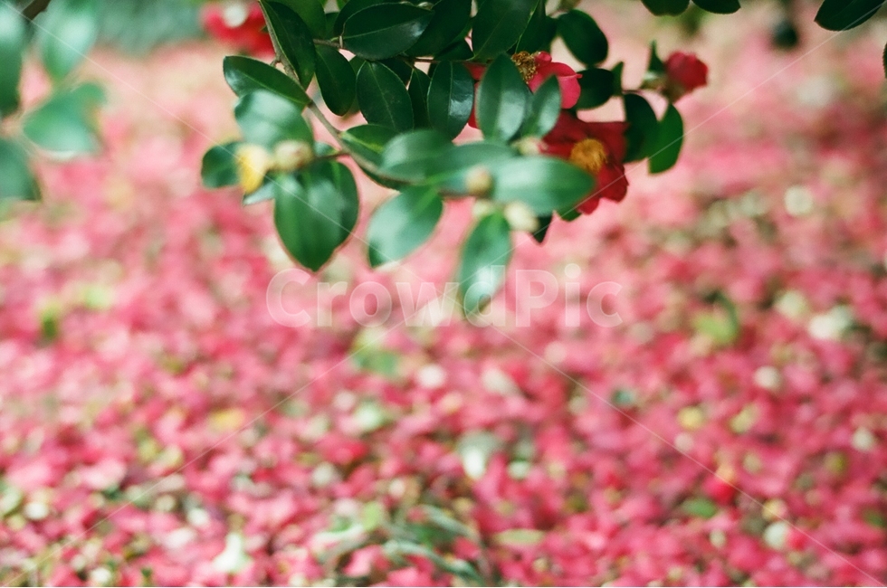 겨울제주,제주도,동백꽃,필름사진,감성,식물,자연,plants,nature,꽃,flower,감성,sensible,feeling