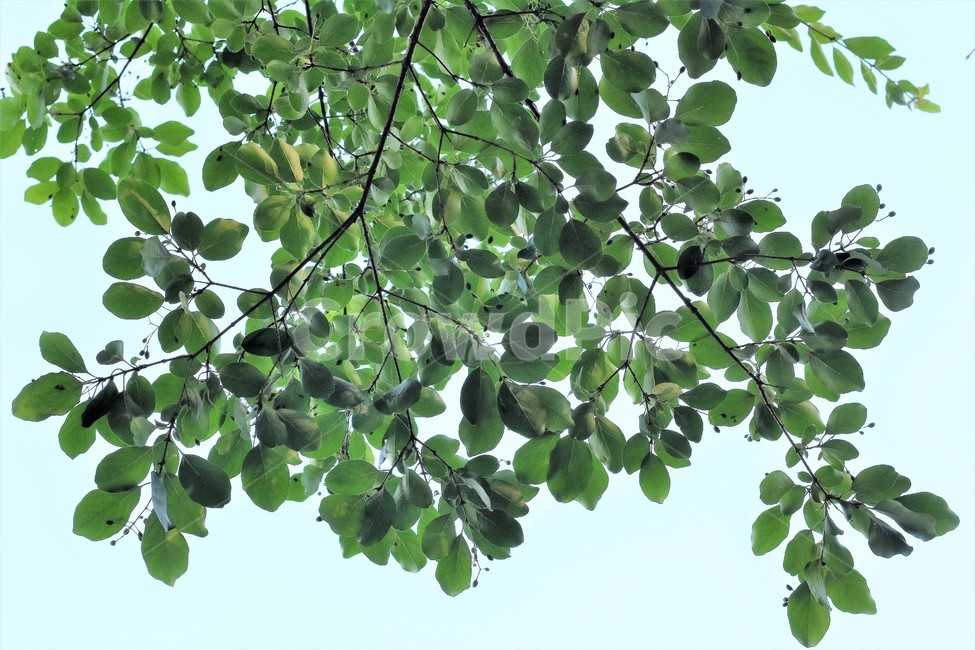 나뭇잎,역광,자연,감성,식물,식물,자연,plants,nature