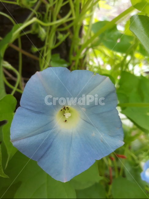 꽃,나팔,식물,연보라,아침,식물,자연,plants,nature,꽃,flower