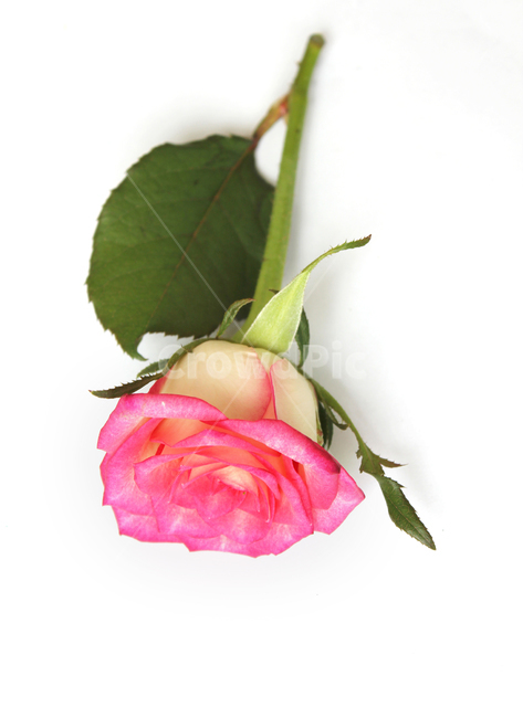 꽃,장미,장미꽃,핑크,생화,rose,flower,pink,신선한,green,leaf,leaves,녹색,그린,잎,나뭇잎,장미잎,탑앵글,식물,사랑,로맨스,love,romantic,한송이,one,꽃,flower,누끼,remove background