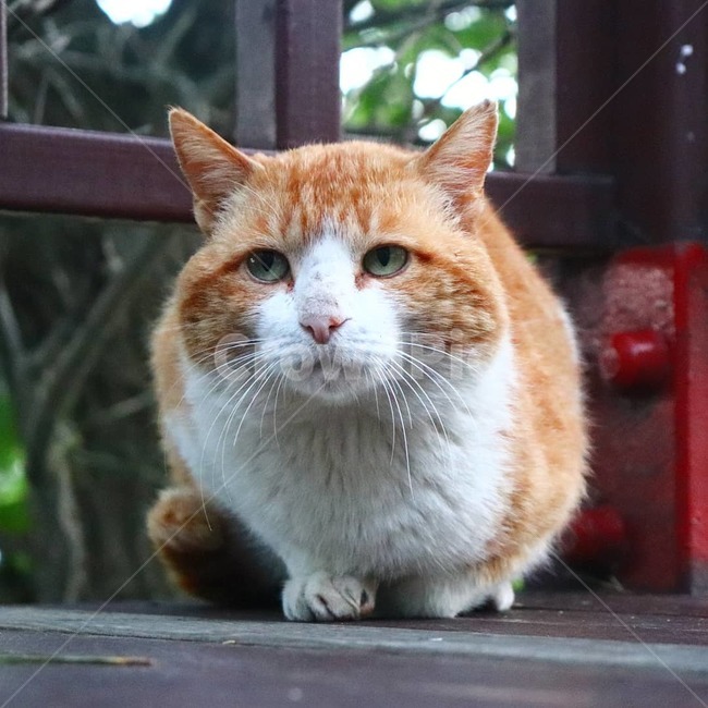 길고양이,고양이,동물,straycat,cat,animal