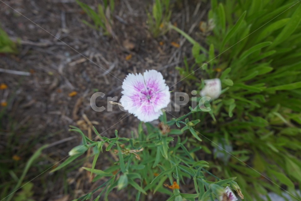 꽃,들꽃,봄꽃,한송이,새초롬,식물,자연,plants,nature,꽃,flower