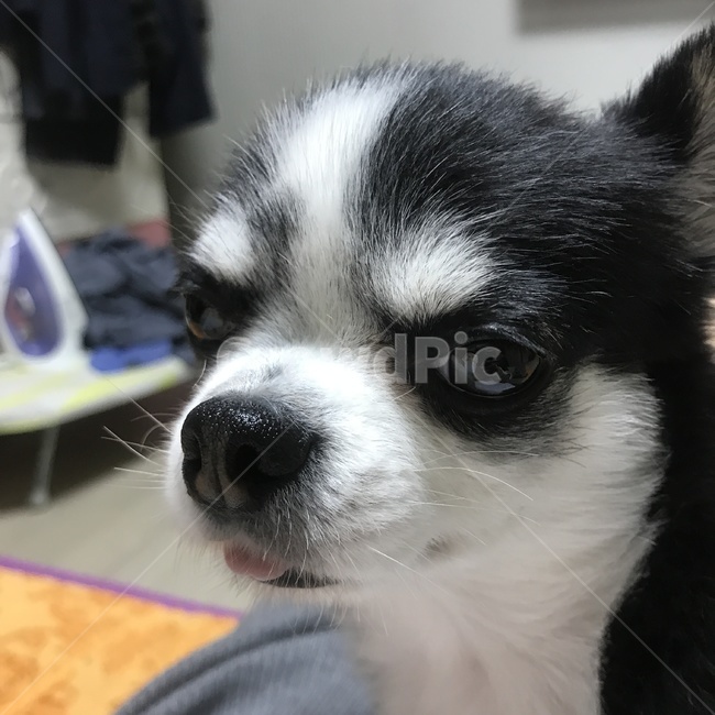 강아지,장모치와와,치와와,애완동물,반려견,애완견