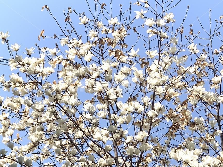 plant,식물,blossom,꽃,flower,목련,하늘,봄