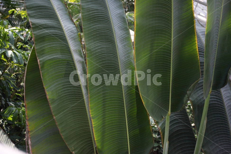 식물,잎,온실,leaf,plant,식물,자연,plants,nature