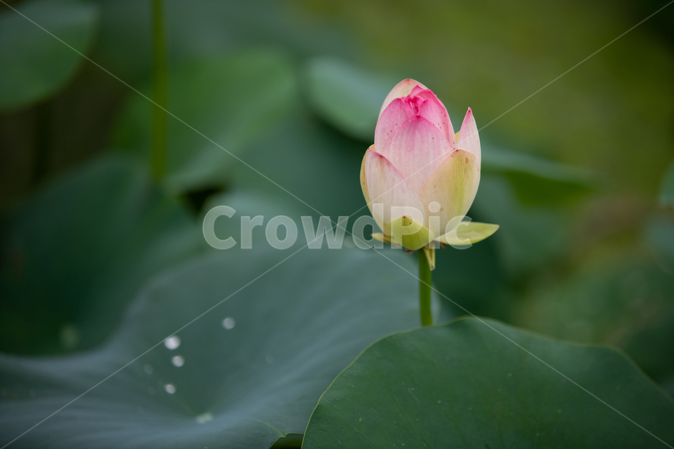 연꽃,여름,연잎,자연,꽃,flower