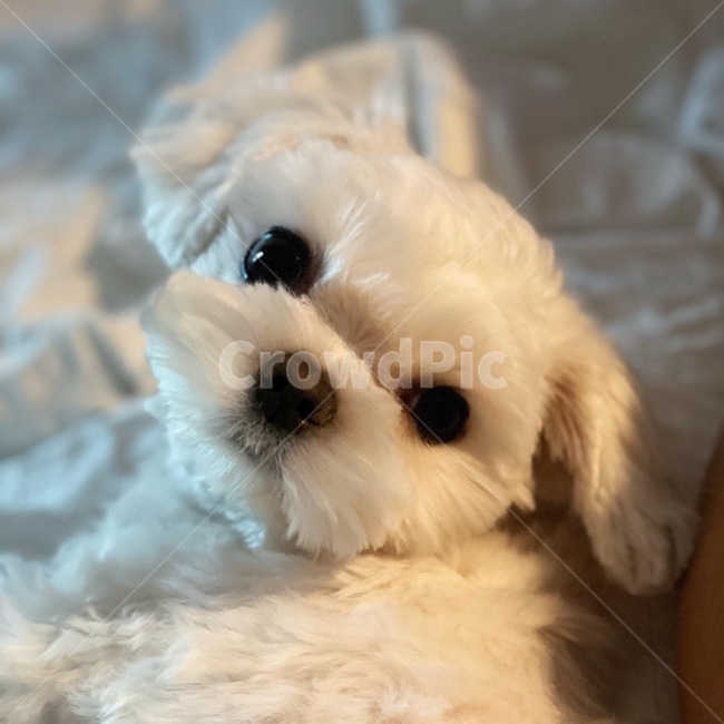 말티즈,화이트,dog,animal,pet,귀여운,사랑스러운,cute,small,young,동물,animal,포유류,mammal,개,강아지,dog,doggy