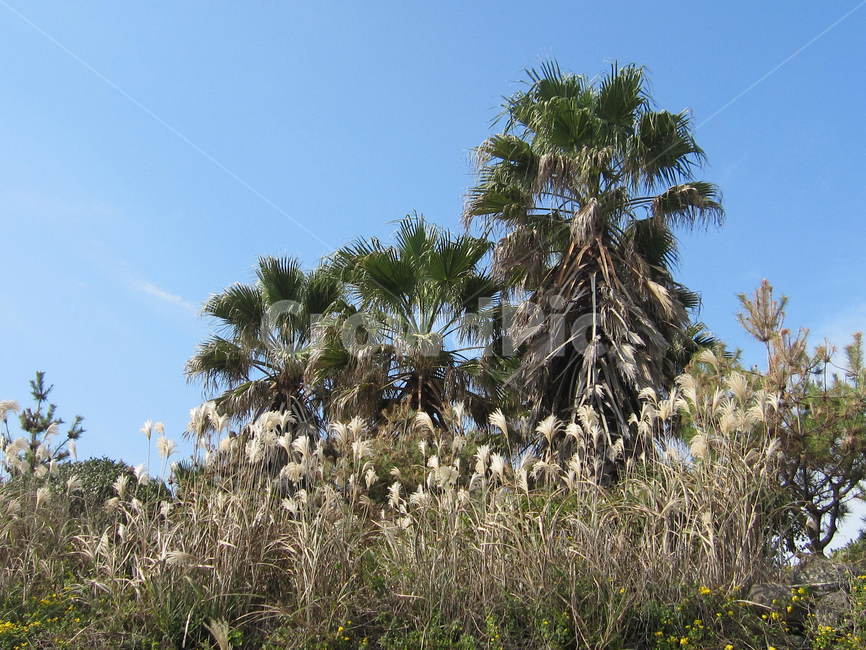 야자수,야자나무,제주도,갈대,이국적인,자연,풍경,nature,landscape,plant,식물,grass,잔디,tree,나무