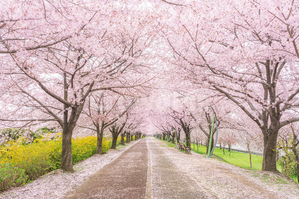 blossom,꽃,벚꽃,벚꽃나무,꽃길,벚꽃터널,벚꽃길,낙동제방,벚꽃나무길