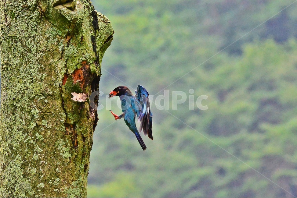 tree,나무,plant,식물,flying,나는,animal,동물,bird,새,파랑새,새집,육추,동물,animal,조류,새,birds