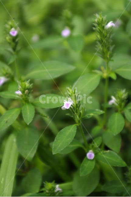 꽃,flower,식물,plant,자연,nature,식물,자연,plants,nature,꽃,flower