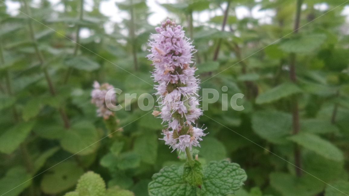 허브민트,박하,약용식물,초본식물,스피아민트,꿀풀과,류란향,식물,자연,plants,nature,꽃,flower