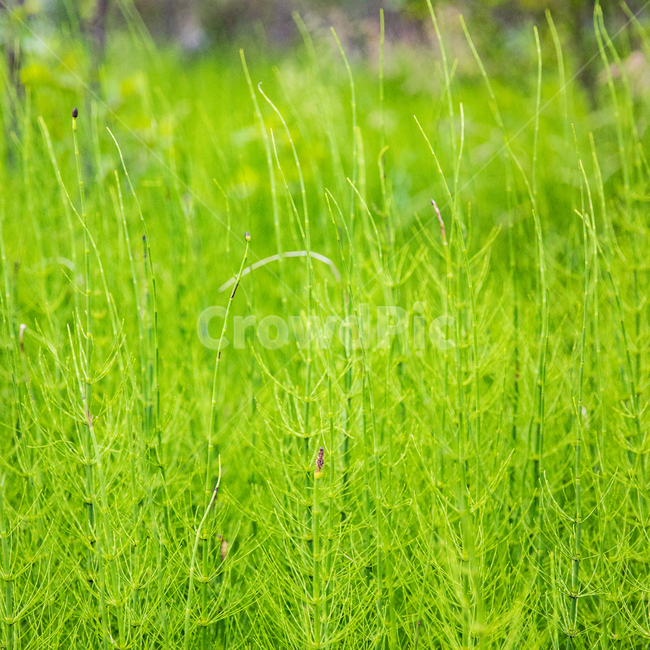 녹색,풀,자연,싱그러움,청아,식물,자연,plants,nature