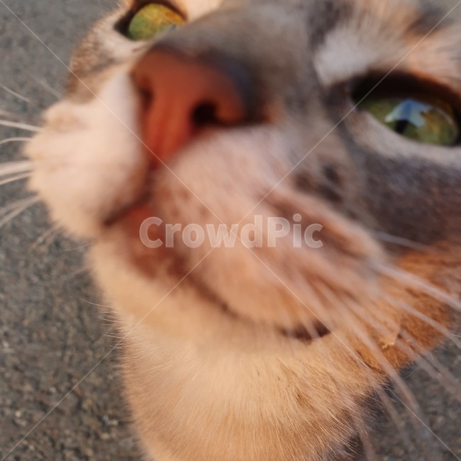 고양이,cat,고양이얼굴,고양이근접,고양이코,고양이수염