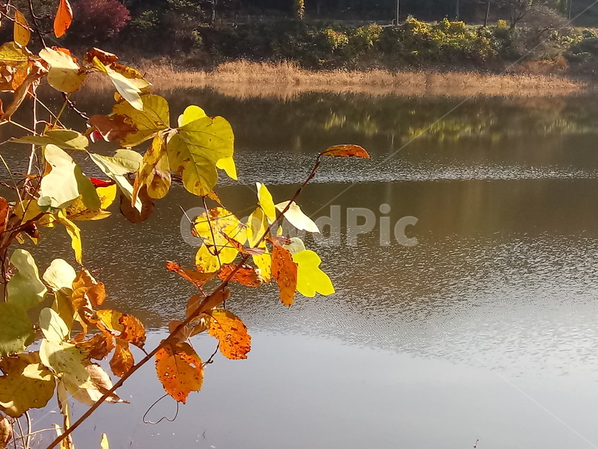 낙엽,단풍,落葉,leaves,나뭇잎,단풍나무,식물,maple,낙엽활엽관목,잎,계절,가을,자연,풍경,outdoors,옥외,fallautumnseason,naturelandscape,풍경사진,저수지,호수,물,가을,계절,fall,autumn,season,leaf,plant
