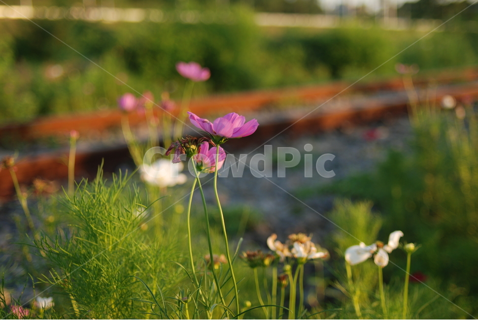 코스모스,꽃,저녁노을,풍경,자연,식물,자연,plants,nature,꽃,flower