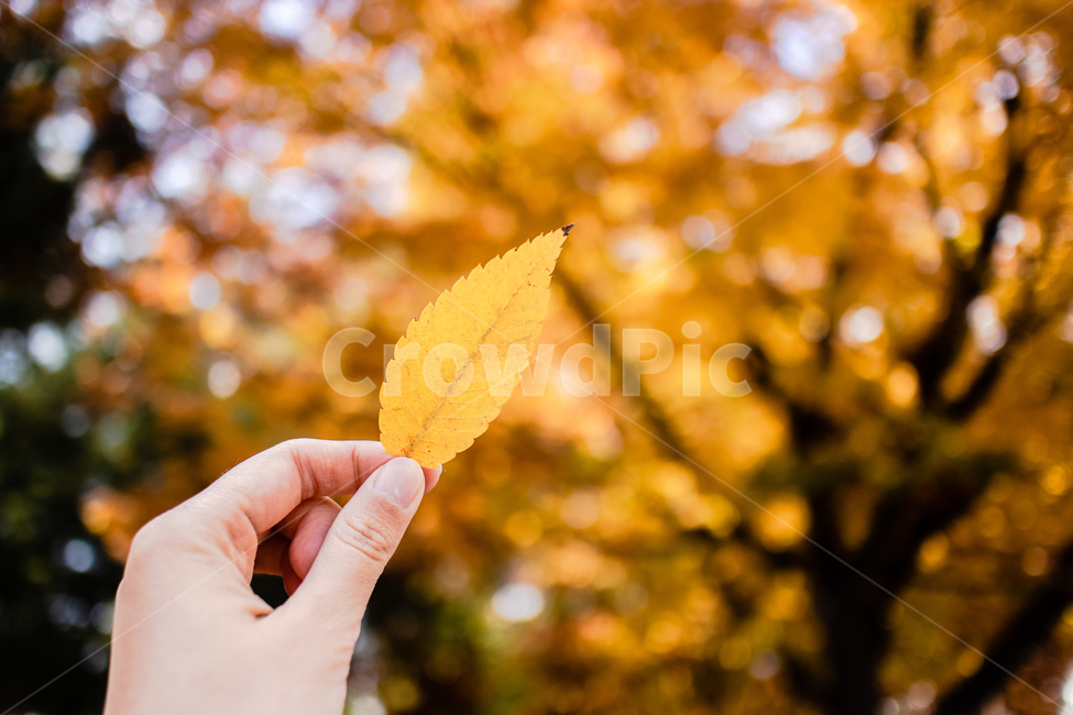 가을,autumn,fall,야외,outdoor,공원,park,자연,nature,맑은날,clear,leaf,잎,plant,식물,손,hand,단풍잎,단풍,노란색,노랑,yellow,가을,계절,fall,autumn,season