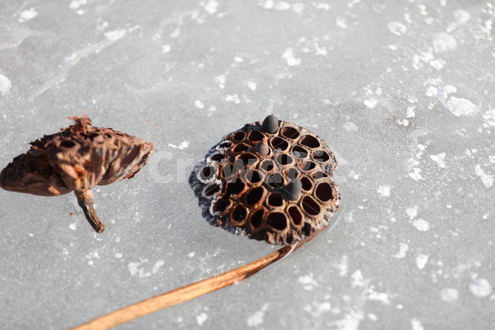 겨울,얼음,연,연밥,자연,겨울,계절,winter,season,식물,자연,plants,nature