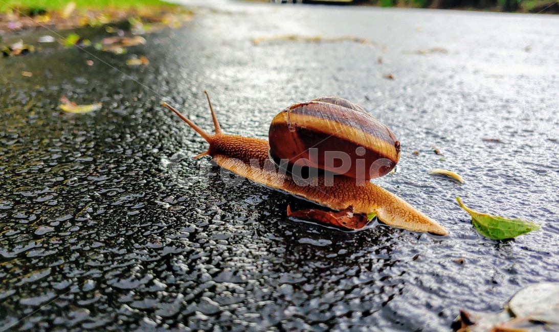 달팽이,snails,greatsnail,연체동물,escargot,caracol,salyangoz,schnecke,자웅동체,동물,animal