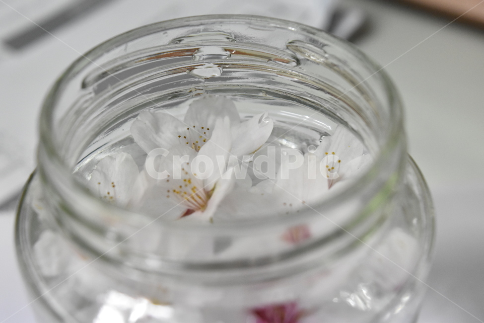 벚꽃,cherryblossoms,유리병,꽃잎,glassjar,꽃,물,jar,glass,flower,petal,petals,petalsonthewater,flowersonthewater,water,flowers,flowersinaglassjar,물위의꽃,물위의꽃잎,유리병안의꽃