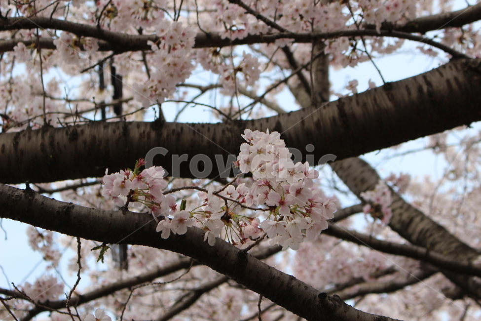 봄꽃,벚꽃,꽃,분홍분홍,클로즈업,봄,계절,spring,season,plant,식물,blossom,cherry blossom,flower