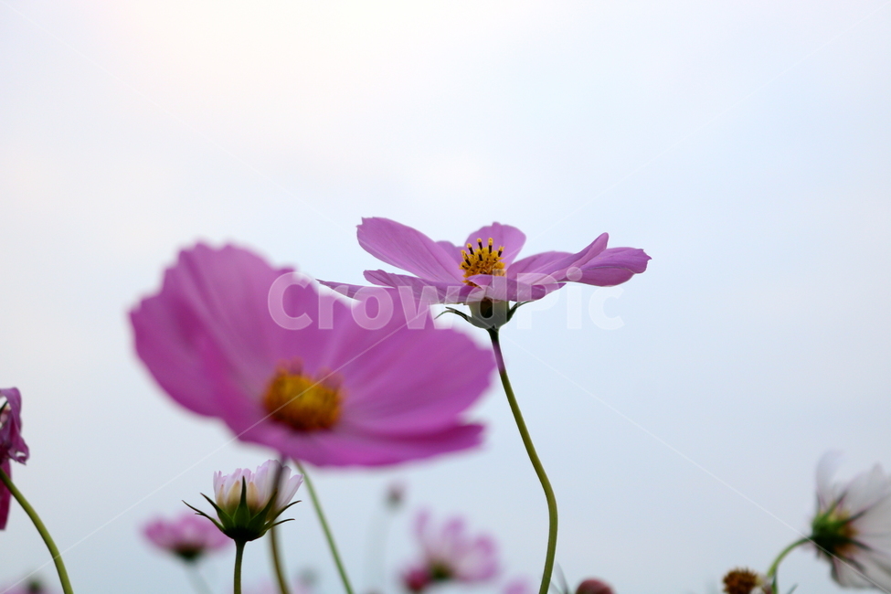 코스모스,꽃,코스모스꽃,식물,자연,야생화,들꽃,가을,국화과,가을,계절,fall,autumn,season,식물,자연,plants,nature,꽃,flower,plant